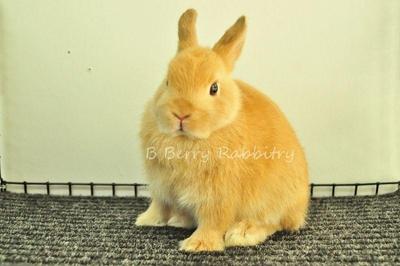 Netherland Dwarf - Orange - Netherland Dwarf Rabbit