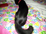 Chitam - Domestic Long Hair Cat