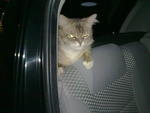 I love riding car always send my owner to work