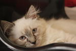 Archie - Domestic Long Hair + Birman Cat