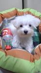 Maltese Tiny Size, 4 Months Old  - Maltese Dog