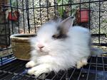 Si Celak Anggora - Angora Rabbit Rabbit