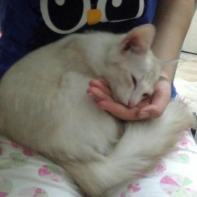 Mocca - Ragdoll + Domestic Short Hair Cat