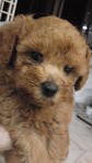Teacup Toy Poodle - Poodle Dog