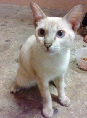 Siam Girl - Siamese + Domestic Short Hair Cat