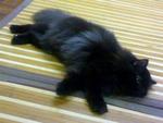 Caspian - Domestic Long Hair Cat
