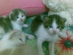 3 Little Kitten