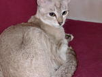 Queen Miko - Siamese + Domestic Short Hair Cat
