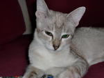 Queen Miko - Siamese + Domestic Short Hair Cat