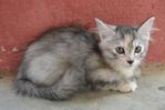 Bunga - Domestic Short Hair Cat