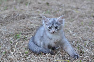 Claire - Domestic Short Hair Cat