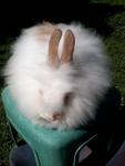 Rabbit Anggora - Angora Rabbit Rabbit
