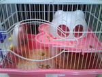 their cages with food bowl, water bottle and wheel