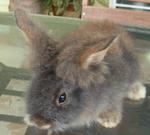 Teddy Bear Anggora Rabbits - Angora Rabbit Rabbit