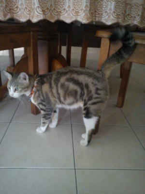 Nini - Bengal + American Shorthair Cat