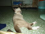 Napper - Siamese Cat