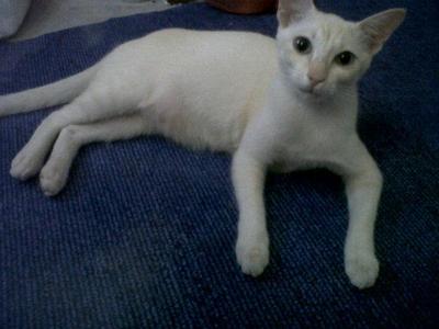 Cici &amp; Jay Jay - Domestic Medium Hair Cat