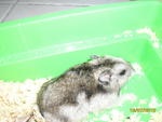 Lili - Common Hamster Hamster