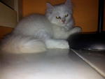 Loki - Persian + Domestic Long Hair Cat