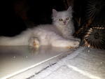 Loki - Persian + Domestic Long Hair Cat