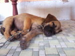 PF33496 - Mixed Breed Dog
