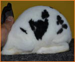 Mini Rex Broken Black - Mini Rex Rabbit