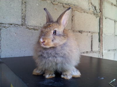 Anggora - Angora Rabbit Rabbit