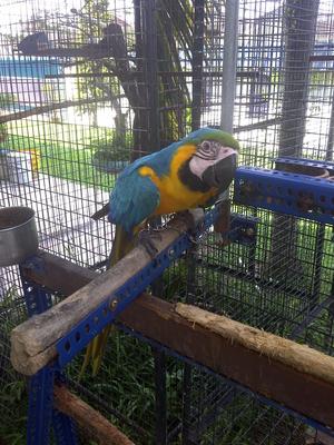 Macaw And African Grey - African Grey + Macaw Bird