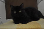 Encik Black - Persian + Norwegian Forest Cat Cat