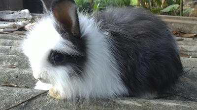 Anggora Rabit - Angora Rabbit + Jersey Wooly Rabbit