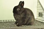 Netherland Dwarf - Black 64 - Netherland Dwarf Rabbit