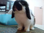 Munchee - Holland Lop Rabbit