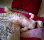 Beboit - Persian + Domestic Long Hair Cat