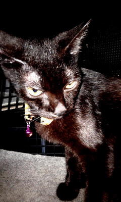 Labu Fka Blackie - Domestic Short Hair Cat