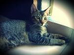 Kopi (Urgent) - Domestic Short Hair Cat
