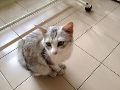 Silver - Domestic Medium Hair Cat