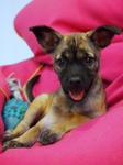 Hi there! I'm Coco. I'm a healthy pup and need a new home. My rescuer stays in a condo and 2 dogs in