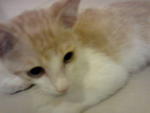 Goldy - Domestic Short Hair Cat