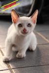 X   (Adopted) Kitten (No: 2) - Domestic Short Hair Cat