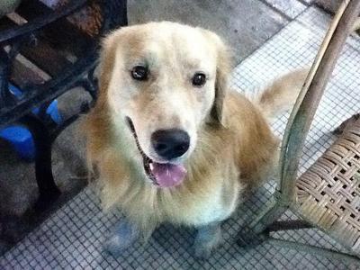 PF34714 - Golden Retriever Dog