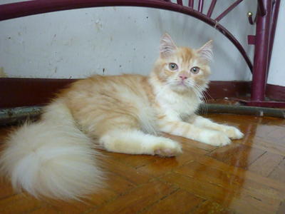 Persian_sinba - Persian Cat