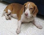 Beagle Boy - Beagle Dog