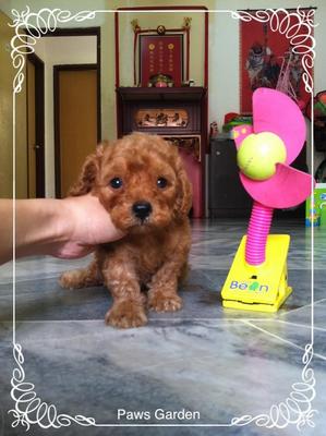 Taiwan Lineage Brown Toy Poodle - Poodle Dog