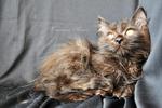 B;ackie - Domestic Long Hair Cat