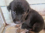 Group &quot;E&quot; Puppies - Mixed Breed Dog