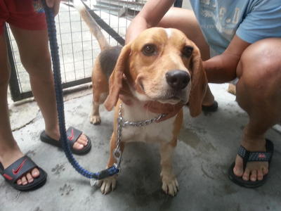 Beagle, Male (Found) - Beagle Dog