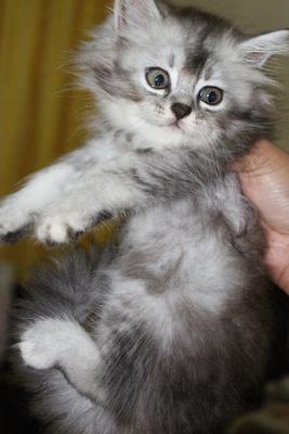 Silver  - Tabby + Silver Cat