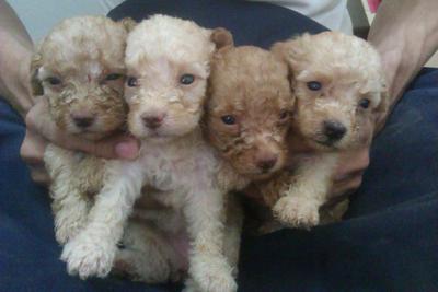 Toy Poodle Puppies - Poodle Dog