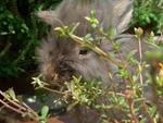 Hairy - Angora Rabbit Rabbit