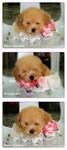 Taiwan Lineage Toy Poodle 10 - Poodle Dog